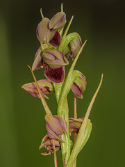 Pteroglossaspis ecristata (Spiked Medusa orchid)