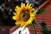 20100919 8165Aw [D~NVP] Sonnenblume, Zingst, Ostsee.