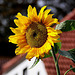 20100919 8165Aw [D~NVP] Sonnenblume, Zingst, Ostsee.