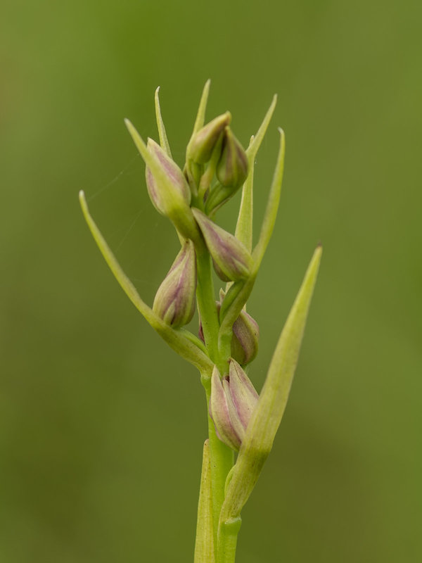 Pteroglossaspis ecristata (Spiked Medusa orchid)
