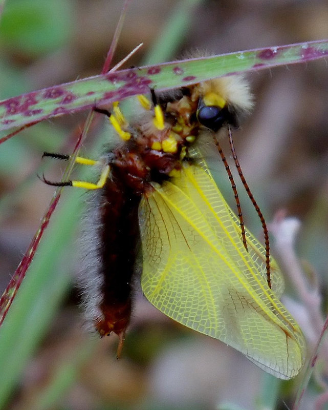 Libelloides Longicornis