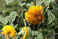 20100919 8167Aw [D~NVP] Sonnenblume (Helianthus annuus), Zingst, Ostsee