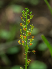 Malaxis spicata (Florida Adder's-mouth orchid)