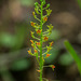 Malaxis spicata (Florida Adder's-mouth orchid)