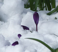 purple crocus in the snow