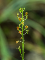 Malaxis spicata (Florida Adder's-mouth orchid)