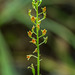 Malaxis spicata (Florida Adder's-mouth orchid)