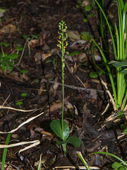 Malaxis spicata (Florida Adder's-mouth orchid)