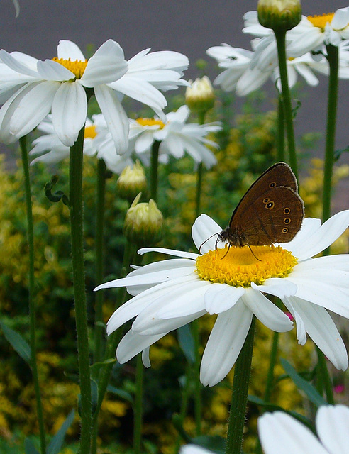 Margerite mit Falter