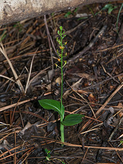 Malaxis spicata (Florida Adder's-mouth orchid)