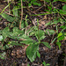 Ponthieva racemosa (Shadow-witch orchid) in bud