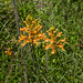 Platanthera ciliaris (Yellow Fringed orchid)