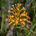 Platanthera ciliaris (Yellow Fringed orchid)