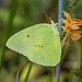 Platanthera ciliaris (Yellow Fringed orchid) with a pollinator Phoebis sennae (Cloudless sulphur butterfly)