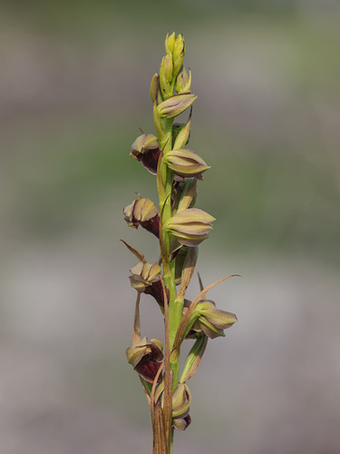 Pteroglossaspis ecristata (Spiked Medusa orchid)