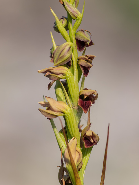 Pteroglossaspis ecristata (Spiked Medusa orchid)