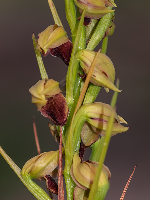 Pteroglossaspis ecristata (Spiked Medusa orchid)