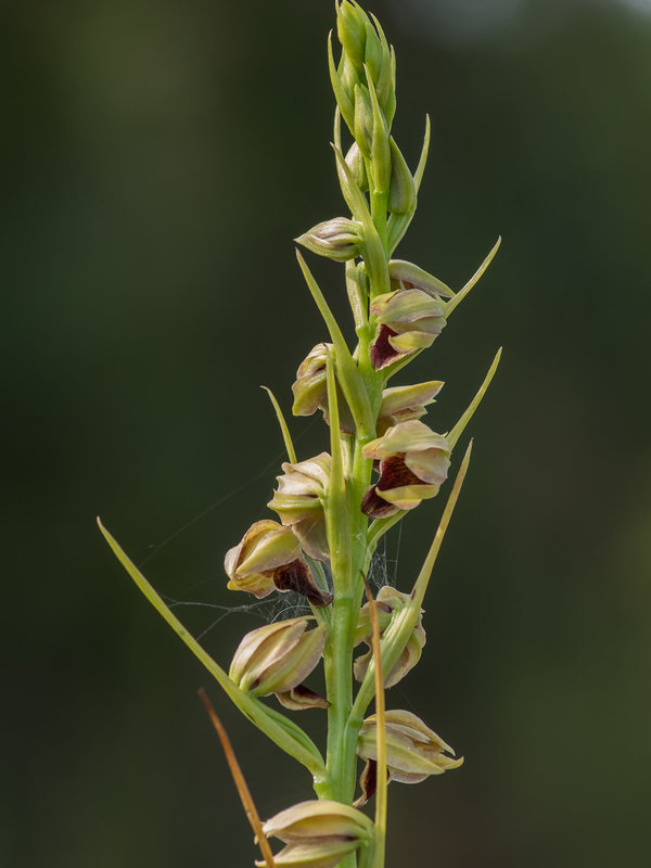 Pteroglossaspis ecristata (Spiked Medusa orchid)