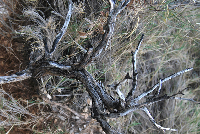 Detalle de arbusto seco