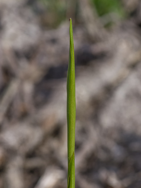 Pteroglossaspis ecristata (Spiked Medusa orchid)