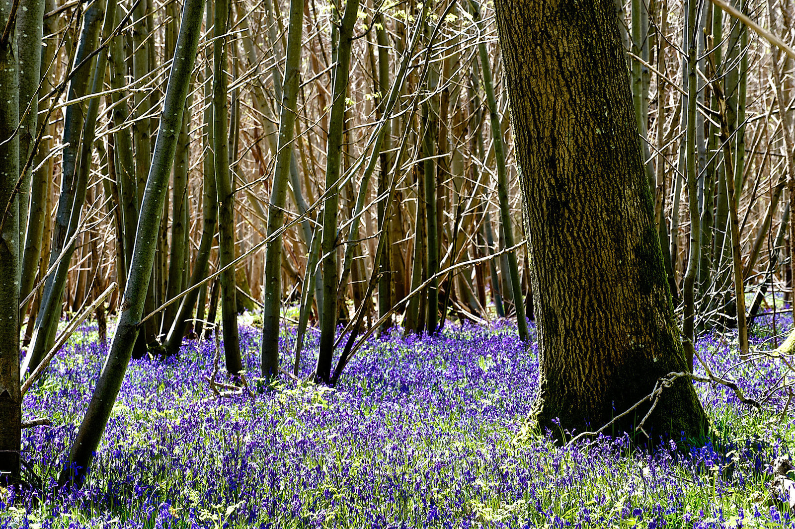 Bluebell Woods 1