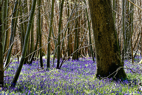 Bluebell Woods 1