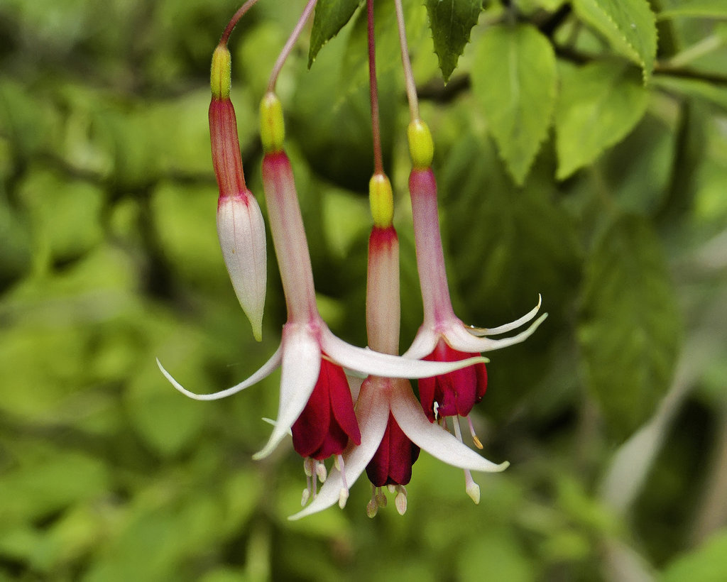 Fuchsia – Montréal Botanical Garden