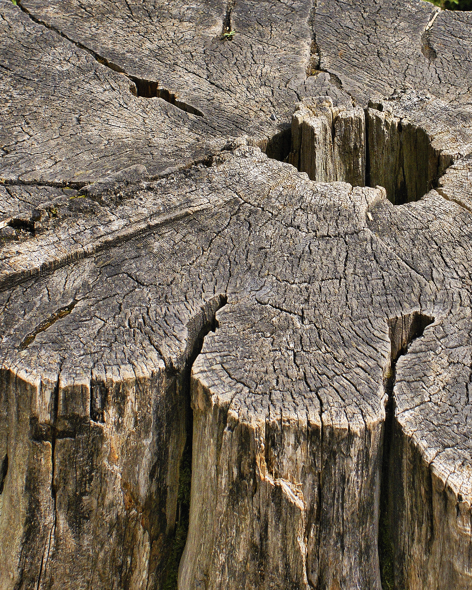 Stumped – Montréal Botanical Garden