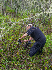 Habenaria repens (Water-spider orchid) being photographed by Sam Saulys