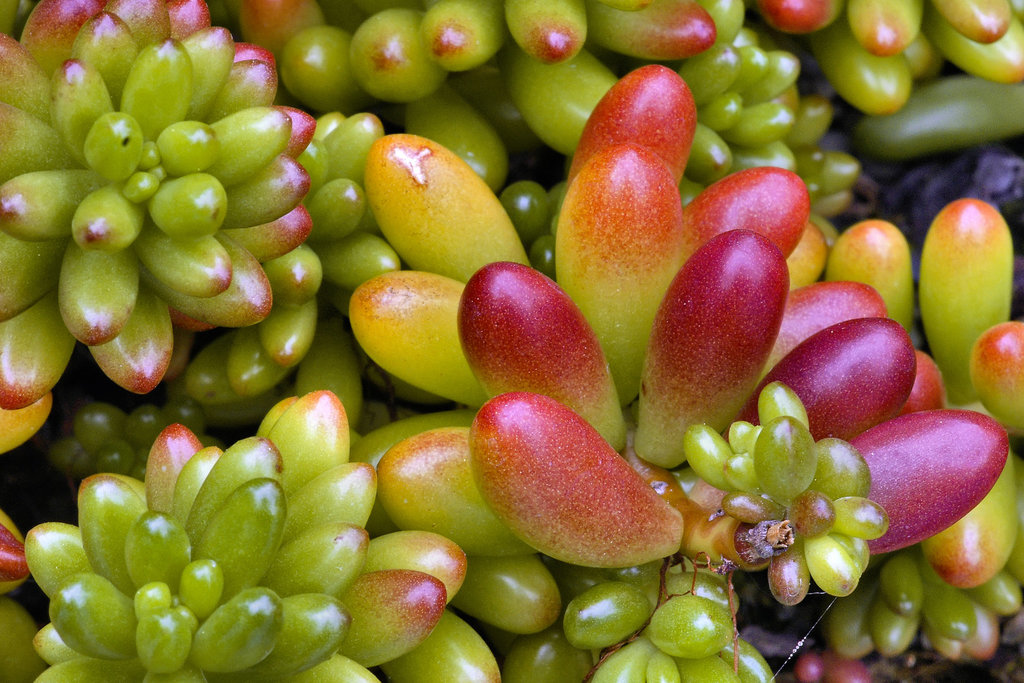 "Pork and Beans" – National Arboretum, Washington DC