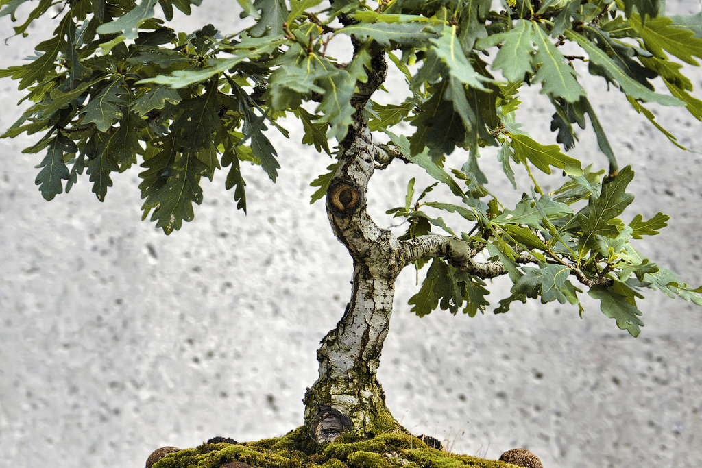 Bonsai English Oak – Montréal Botanical Garden