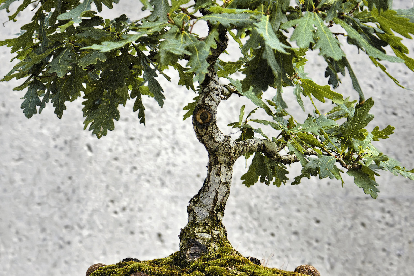 Bonsai English Oak – Montréal Botanical Garden