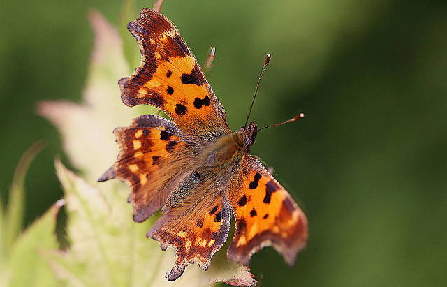 20100904 7990-91MSt2w [D~LIP] C-Falter (Polygonia c-album)