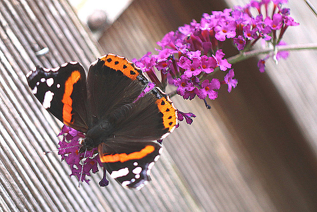 20100904 7977Mw [D~LIP] Admiral (Vanessa atalanta), Bad Salzuflen