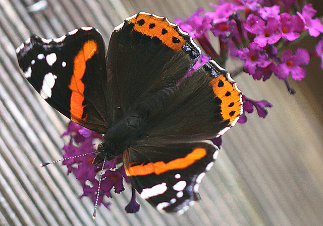 20100904 7978Mw [D~LIP] Admiral (Vanessa atalanta), Bad Salzuflen