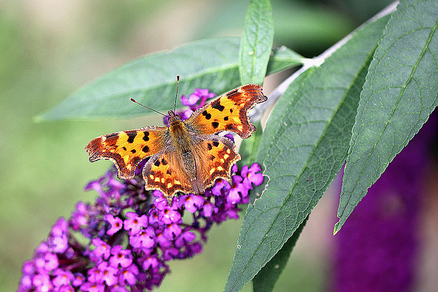 20100904 7979Mw [D~LIP] C-Falter (Polygonia c-album), Bad Salzuflen