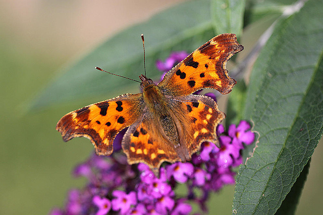 20100904 7980Mw [D~LIP] C-Falter (Polygonia c-album), Bad Salzuflen