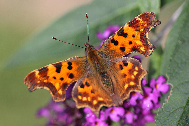 20100904 7981Mw [D~LIP] C-Falter (Polygonia c-album), Bad Salzuflen