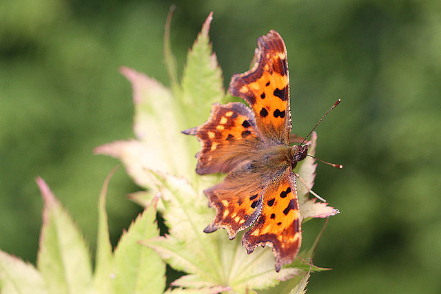 20100904 7983Mw [D~LIP] C-Falter (Polygonia c-album), Bad Salzuflen