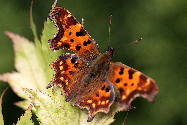 20100904 7984Mw [D~LIP] C-Falter (Polygonia c-album), Bad Salzuflen