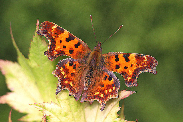 20100904 7985Mw [D~LIP] C-Falter (Polygonia c-album), Bad Salzuflen