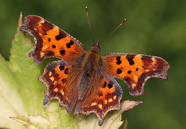 20100904 7986Mw [D~LIP] C-Falter (Polygonia c-album), Bad Salzuflen