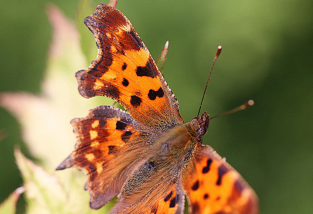 20100904 7991Mw [D~LIP] C-Falter (Polygonia c-album), Bad Salzuflen