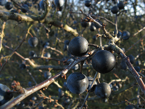 Prunus spinosa