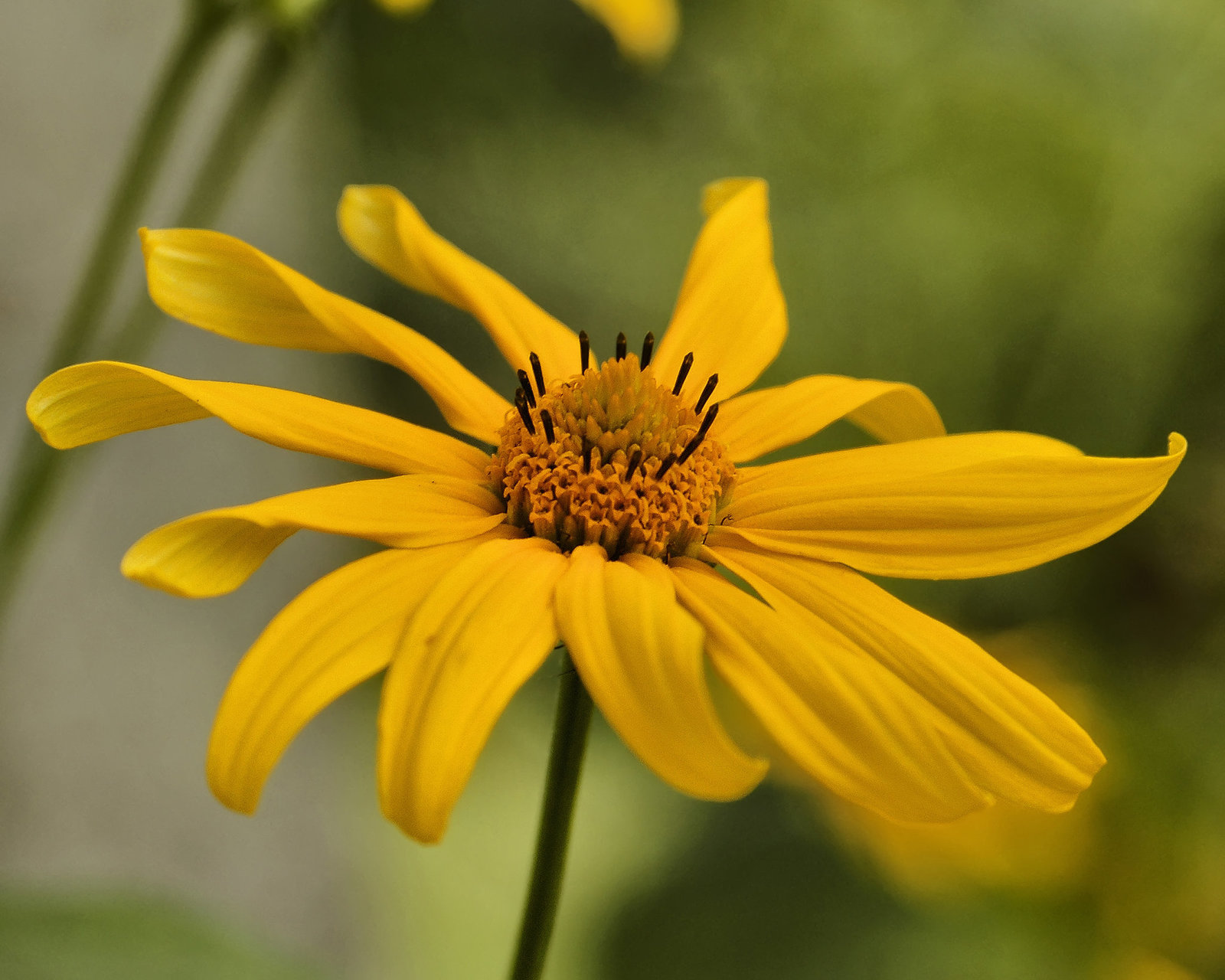 Yellow Pinwheel – Montréal Botanical Garden