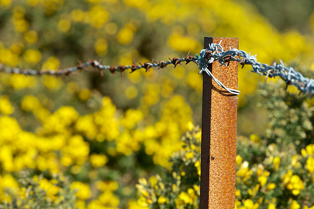 It's Friday - It's a Fence!!