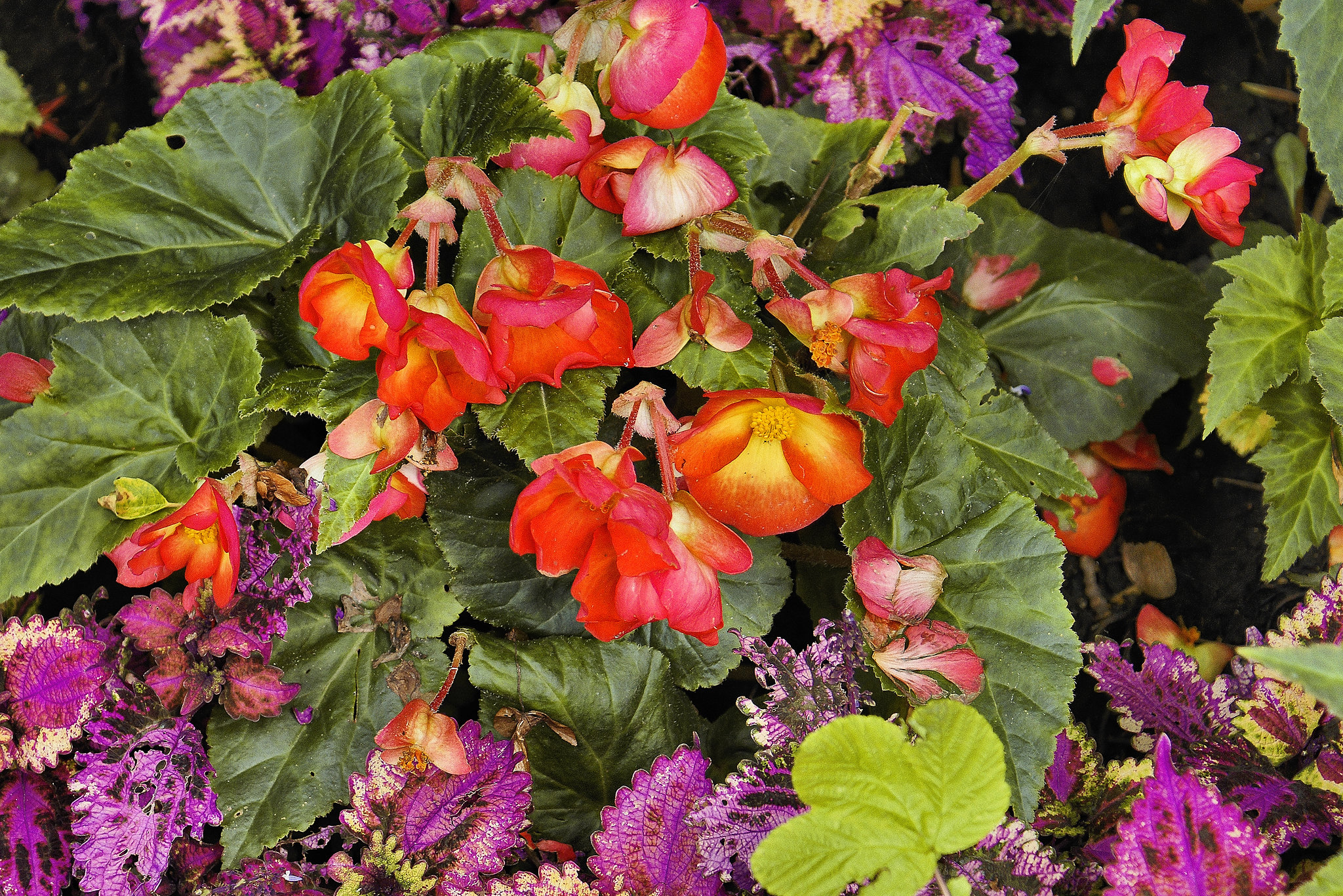 Begonia With You – Montréal Botanical Garden