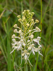 Platanthera Xlueri (hybrid of P. conspicua and P. ciliaris)