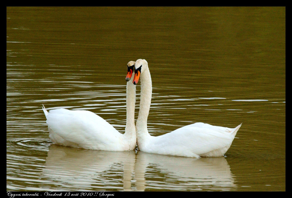 Cygne DSC09452