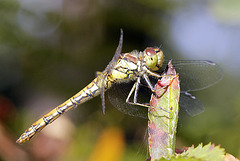 Sympetrum